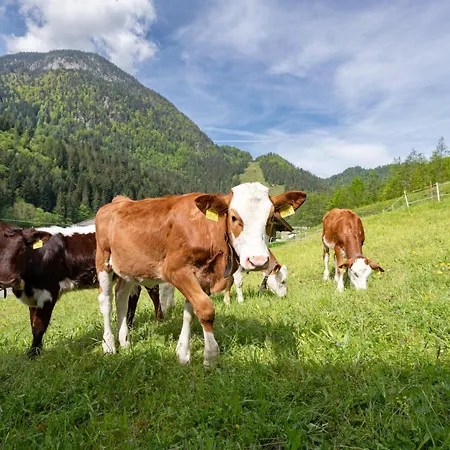 Bauernhof Unterstegen Фермерський будинок Зелль