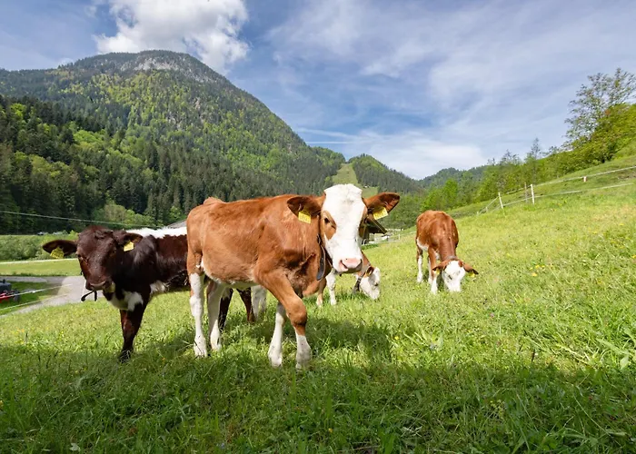 Bauernhof Unterstegen Alojamento de Turismo Rural Söll